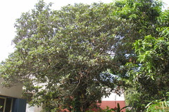 Eriobotrya japonica